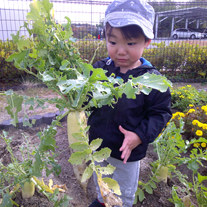 畑で、幼児が大きな葉のついた白い大根のような野菜を持っている。幼児は青い帽子と上着を着用している。