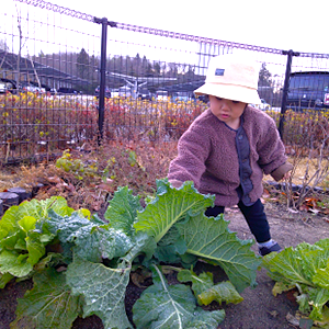 寒い季節のなか、帽子と厚手の服を着て、畑で大きく育った白菜などの冬野菜を指さして観察している子ども。
