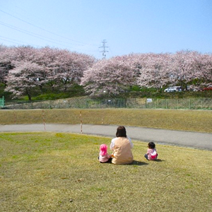 どこまでも続く満開の桜並木を背に、広々とした芝生の上で先生と子どもたちが座って春の景色を楽しんでいる、のどかな風景。
