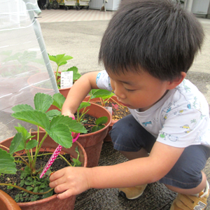 プランターで育てているいちごの苗を、小さな手で優しく触りながら、真剣な表情で成長を観察している男の子。