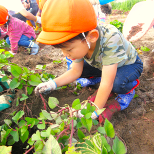 畑の土に触れながら、一生懸命にさつまいものつるを探して収穫しようとしている、軍手をはめた子どもたちの芋掘り遠足の様子。