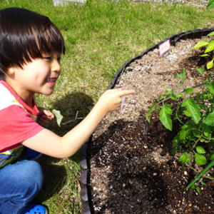 園庭の家庭菜園で、赤くなり始めたミニトマトを指さしながら、目を輝かせて観察している男の子。